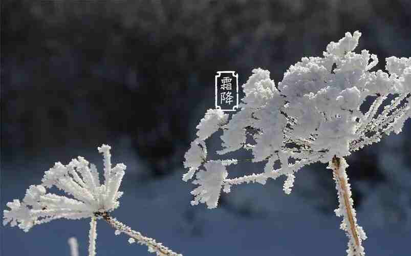 香蕉网站免费入口打开木业 | 寒霜降，染秋霜